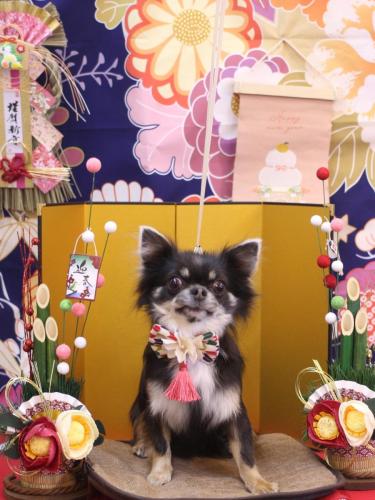 20240106らんまるちゃん